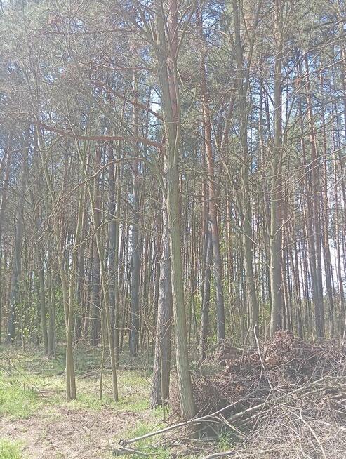 Sprzedam las 1,4261 ha