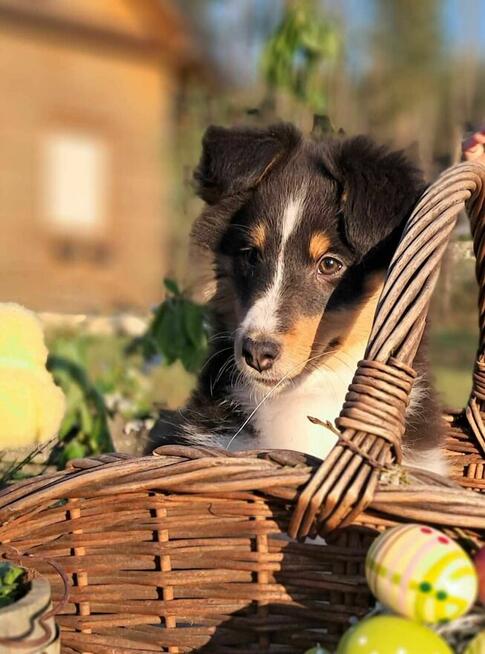 Owczarek Szetlandzki Sheltie ZKwP/FCI