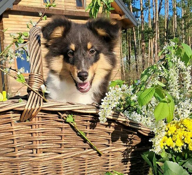 Owczarek Szetlandzki Sheltie ZKwP/FCI