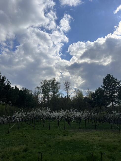 Budynek wielofunkcyjny z pięknym stawem oraz sadem