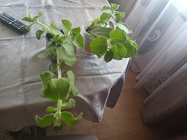 Mięta Meksykaniska Hiszpańskie oregano, przyprawa, wysyłka