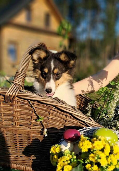 Owczarek Szetlandzki Sheltie ZKwP/FCI