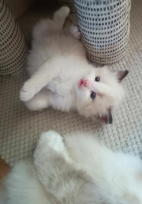 Kot syberyjski neva masquarade