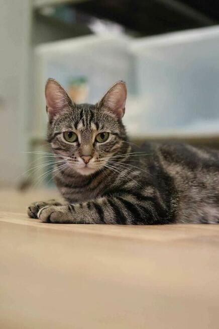 Kazimiera - kotka do adopcji