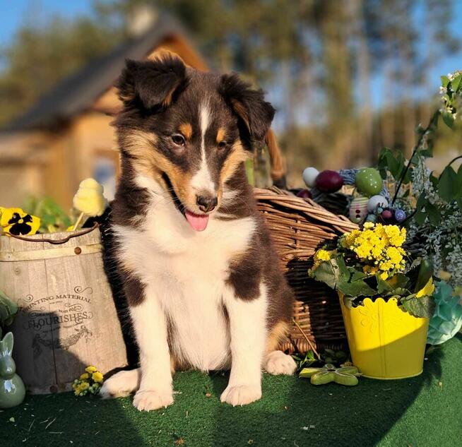 Owczarek Szetlandzki Sheltie ZKwP/FCI