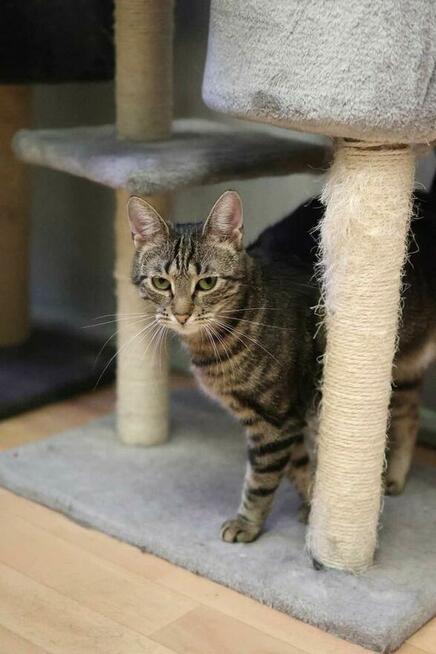 Kazimiera - kotka do adopcji