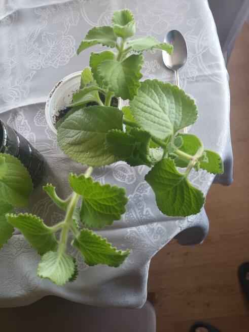 Mięta Meksykaniska Hiszpańskie oregano, przyprawa, wysyłka