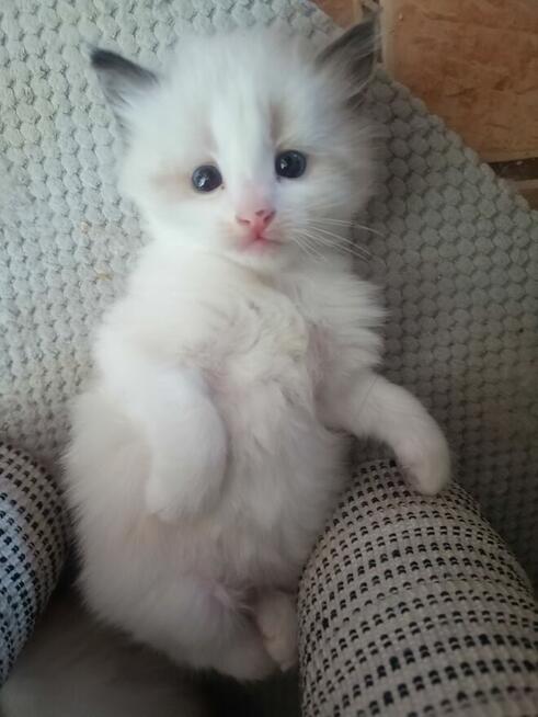 Kot syberyjski neva masquarade