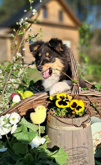 Owczarek Szetlandzki Sheltie ZKwP/FCI