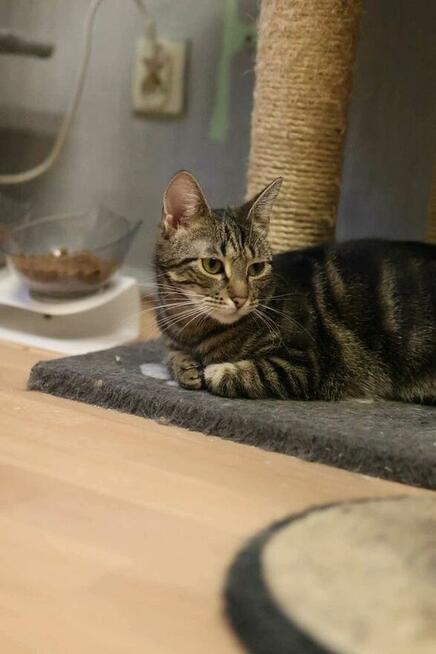 Kazimiera - kotka do adopcji