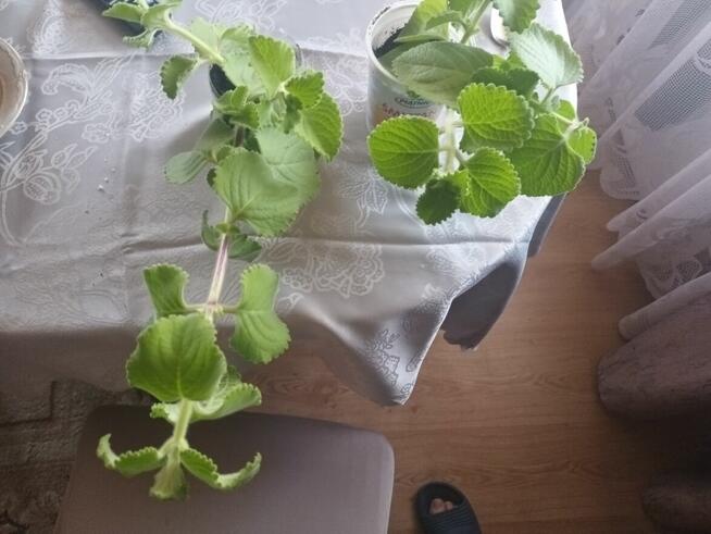 Mięta Meksykaniska Hiszpańskie oregano, przyprawa, wysyłka