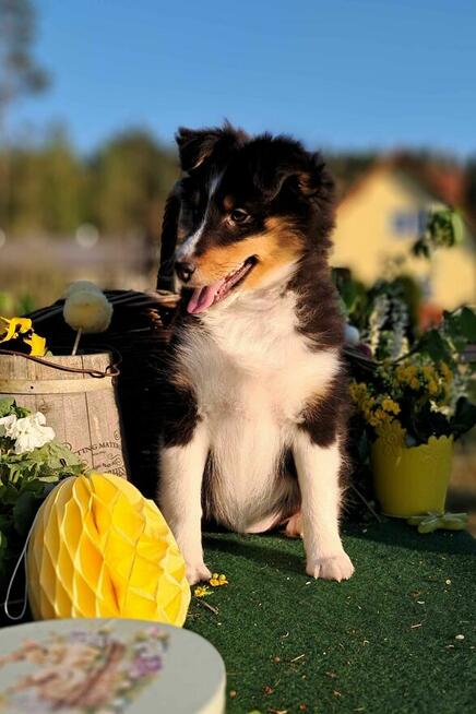 Owczarek Szetlandzki Sheltie ZKwP/FCI