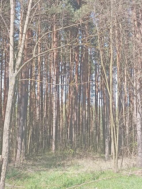 Sprzedam las 1,4261 ha