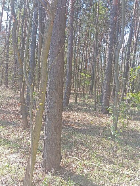 Sprzedam las 1,4261 ha