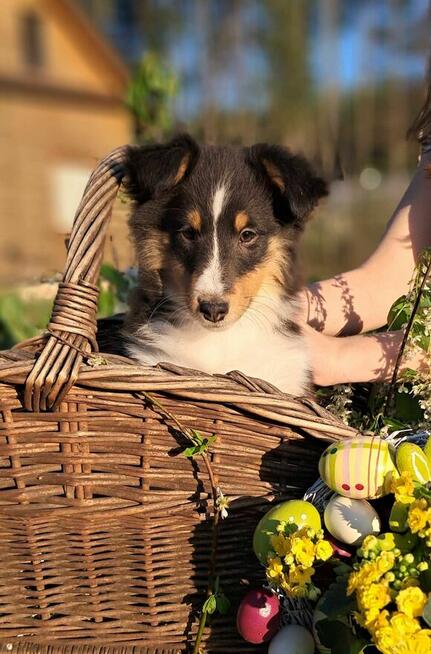 Owczarek Szetlandzki Sheltie ZKwP/FCI