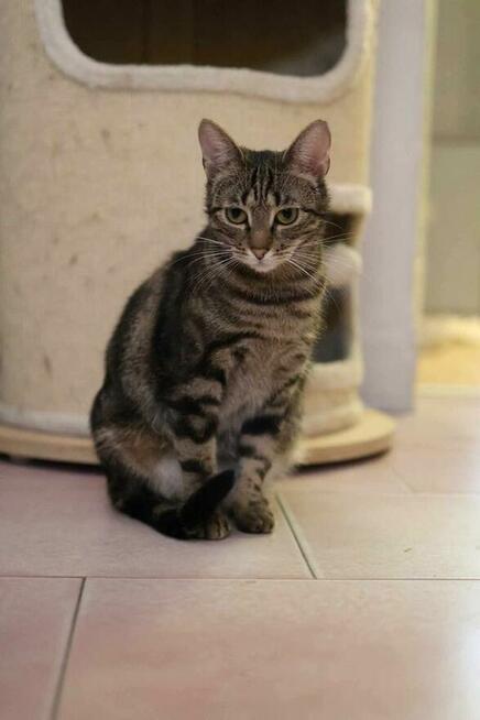 Kazimiera - kotka do adopcji