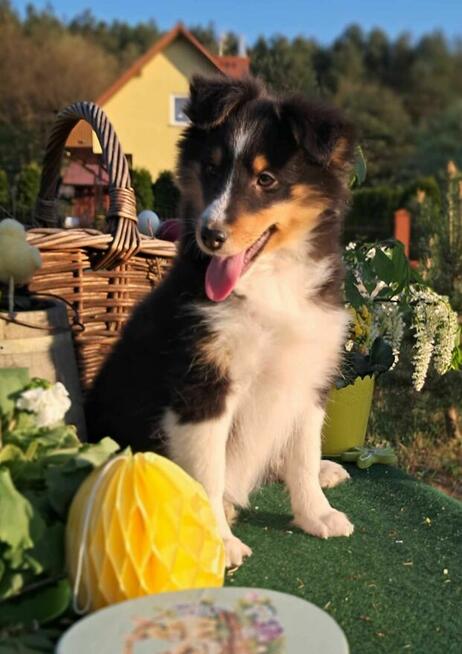Owczarek Szetlandzki Sheltie ZKwP/FCI