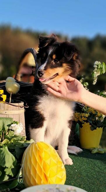 Owczarek Szetlandzki Sheltie ZKwP/FCI