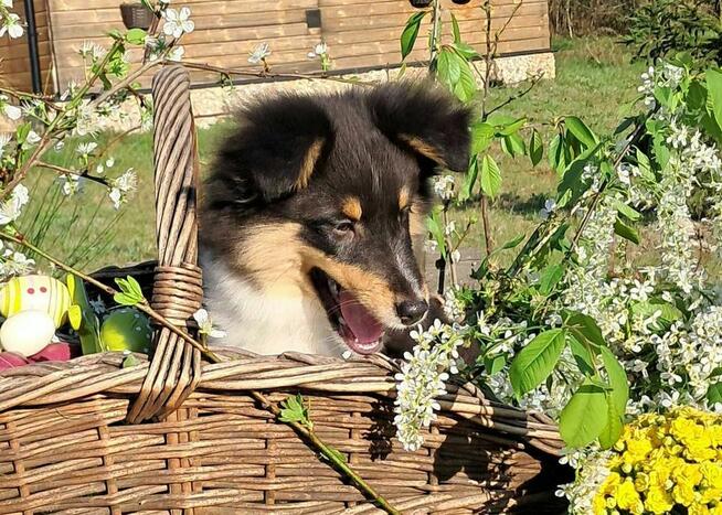 Owczarek Szetlandzki Sheltie ZKwP/FCI