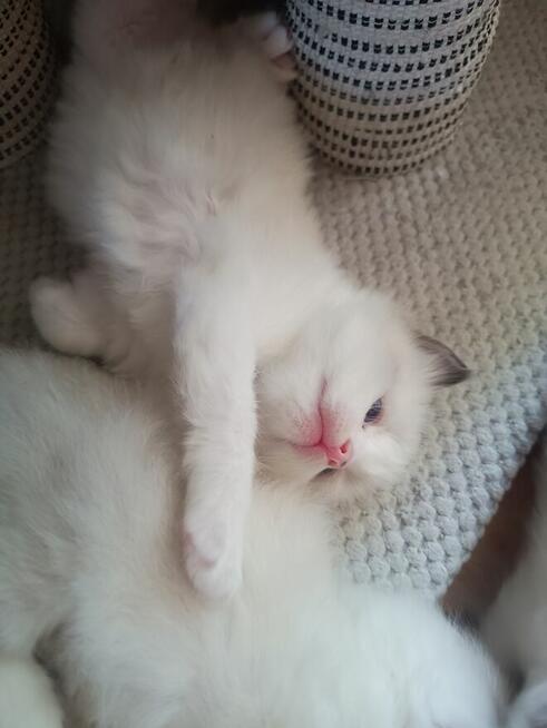 Kot syberyjski neva masquarade