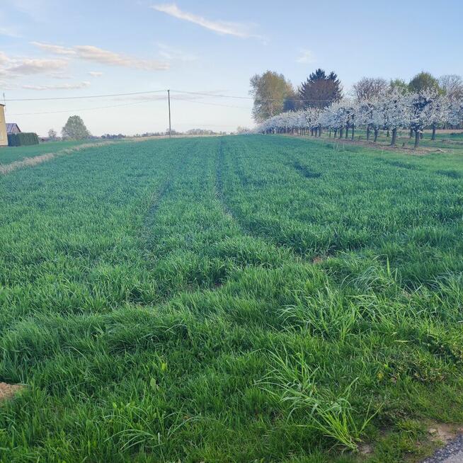 Piękna, zadbana, działka budowlana w okazyjnej cenie 43ar.