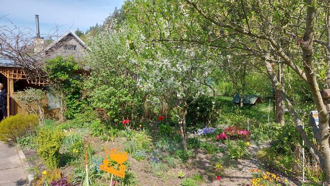 Sprzedam działkę ogrodową ROD Leśna Polana