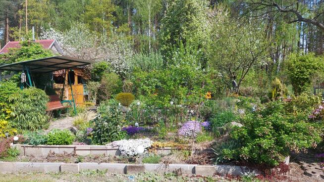 Sprzedam działkę ogrodową ROD Leśna Polana