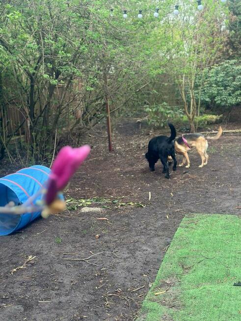 Czako, bardzo fajny duży pies czeka na fajnego człowieka