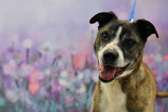 Pako po 9 latach stracił dom - kto go pokocha?