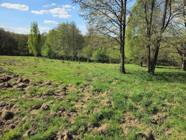 Sprzedam działkę rolną o powierzchni 1,09 hektara