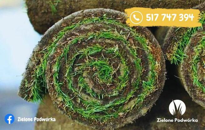 Trawa w rolce. Trawnik rolowany. Dostawa