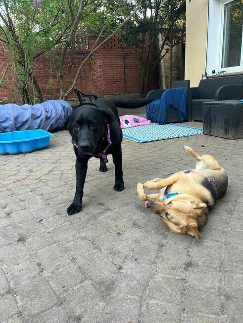 Czako, bardzo fajny duży pies czeka na fajnego człowieka
