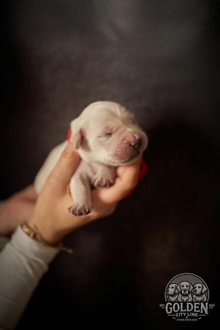 Szczenięta Golden Retriever