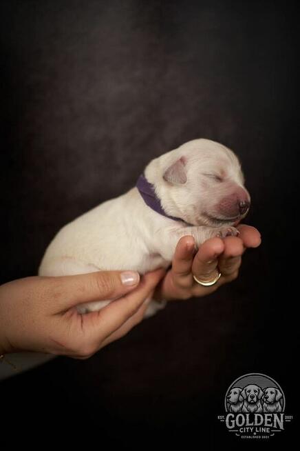 Szczenięta Golden Retriever