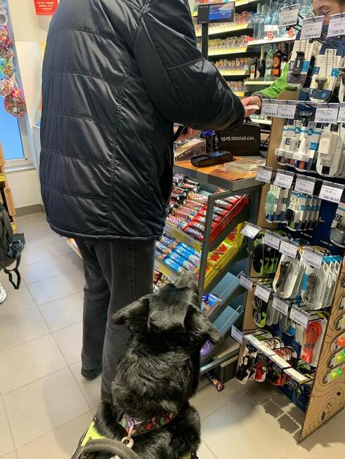 Czako, bardzo fajny duży pies czeka na fajnego człowieka