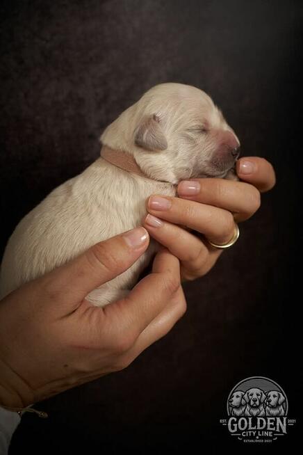 Szczenięta Golden Retriever