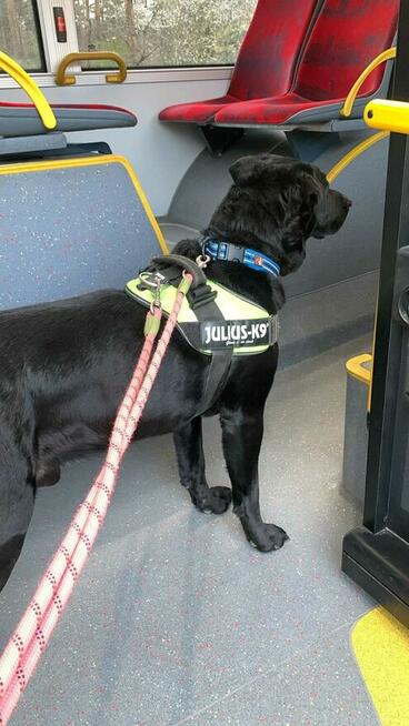 Czako, bardzo fajny duży pies czeka na fajnego człowieka