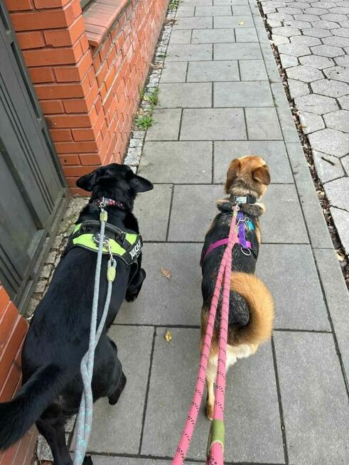 Czako, bardzo fajny duży pies czeka na fajnego człowieka