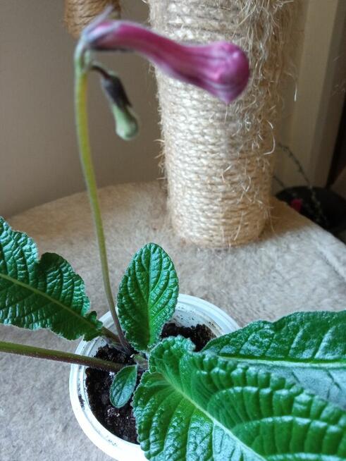 Skrętniki -piękne kwiaty