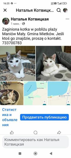 Zaginiona kotka