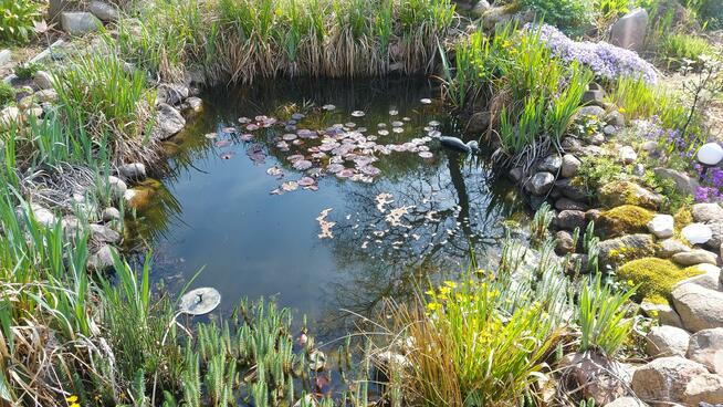 Sprzedam działkę ogrodową ROD Leśna Polana