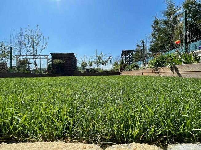 Trawa w rolce. Trawnik rolowany. Dostawa