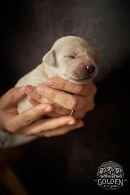 Szczenięta Golden Retriever