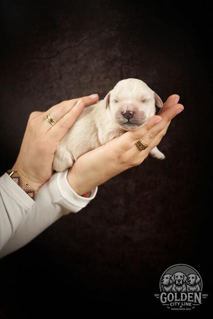 Szczenięta Golden Retriever