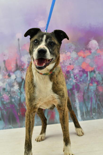 Pako po 9 latach stracił dom - kto go pokocha?