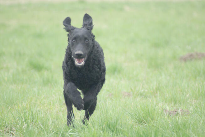 Szczenięta curly coated retriever ZKwP/FCI