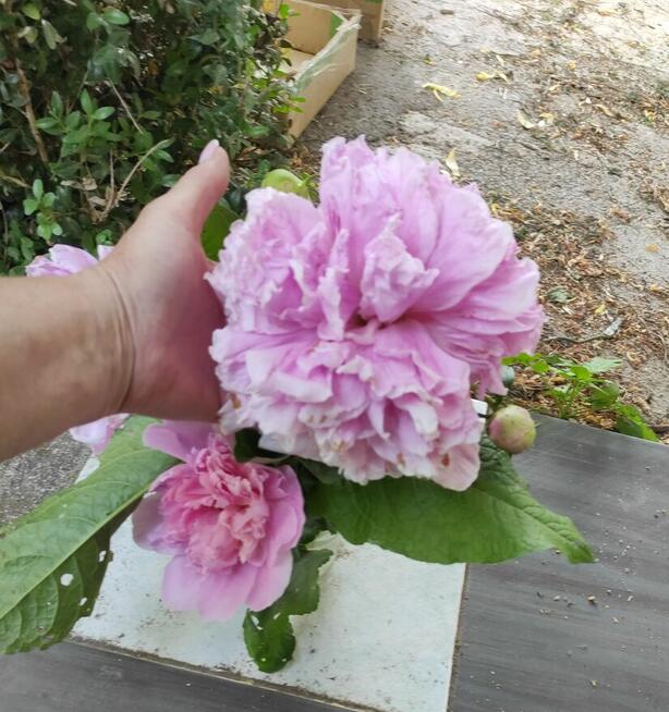 Siedlisko- 20 minut od Warszawy- okolice Mogielnicy/grójecki