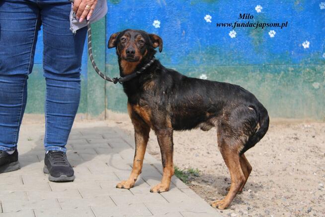 Milo szuka domu