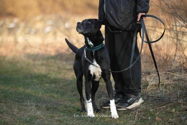 Odi – pies pełen radości, energii szuka kochającego domu