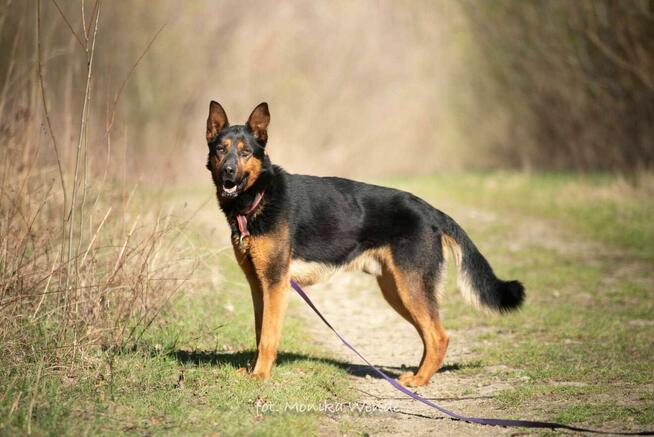 SZARIK – duży, dostojny chłopak szuka domu z kanapą